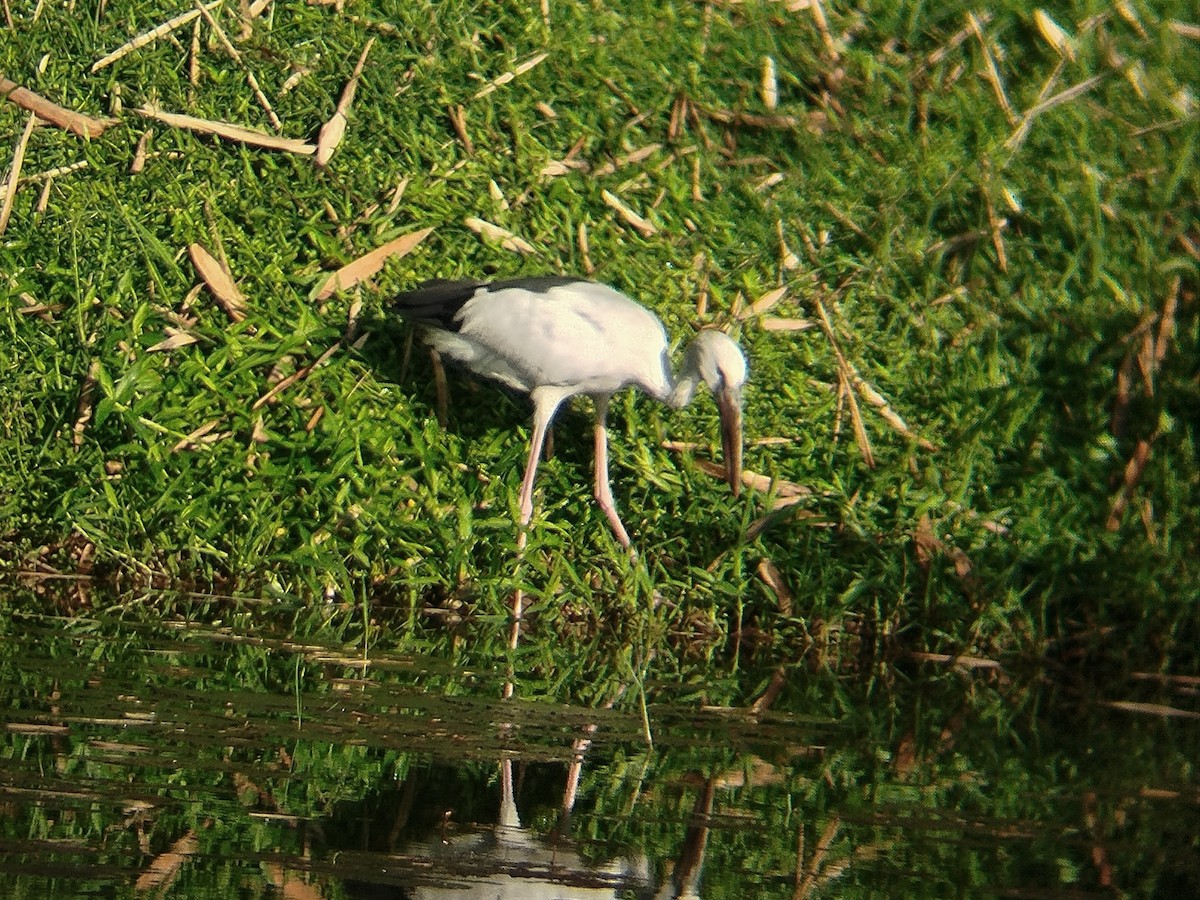 Asian Openbill - ML633273762