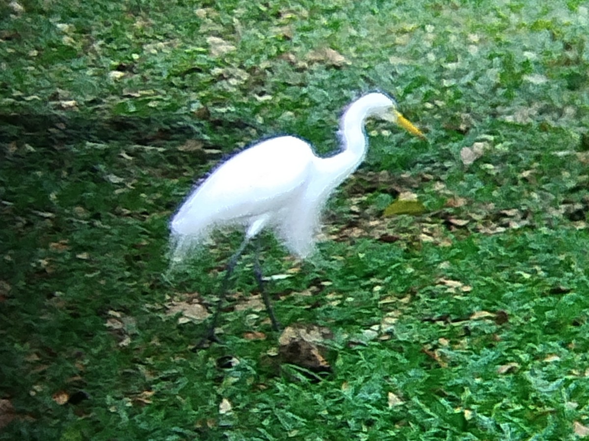 Бэсрэг дэглий - ML633273787