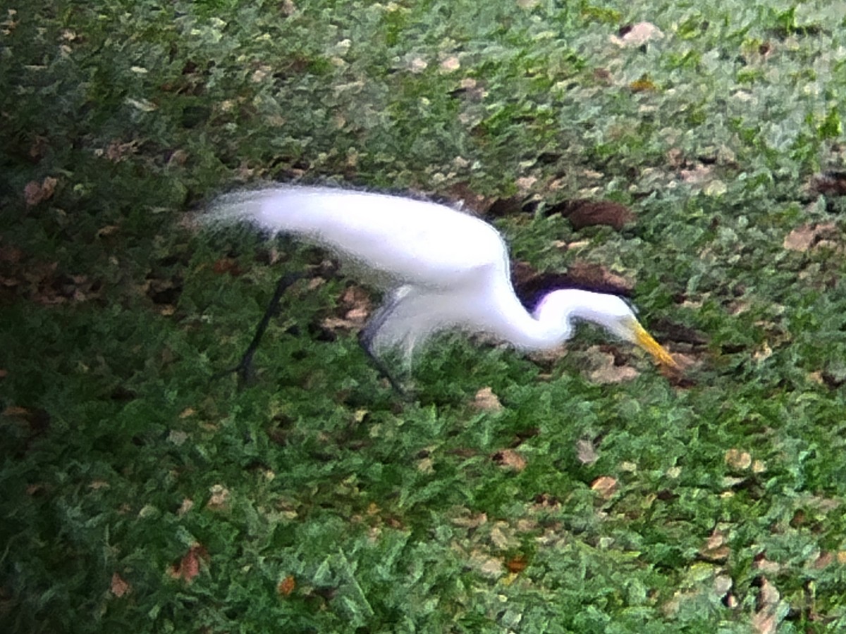 Бэсрэг дэглий - ML633273788