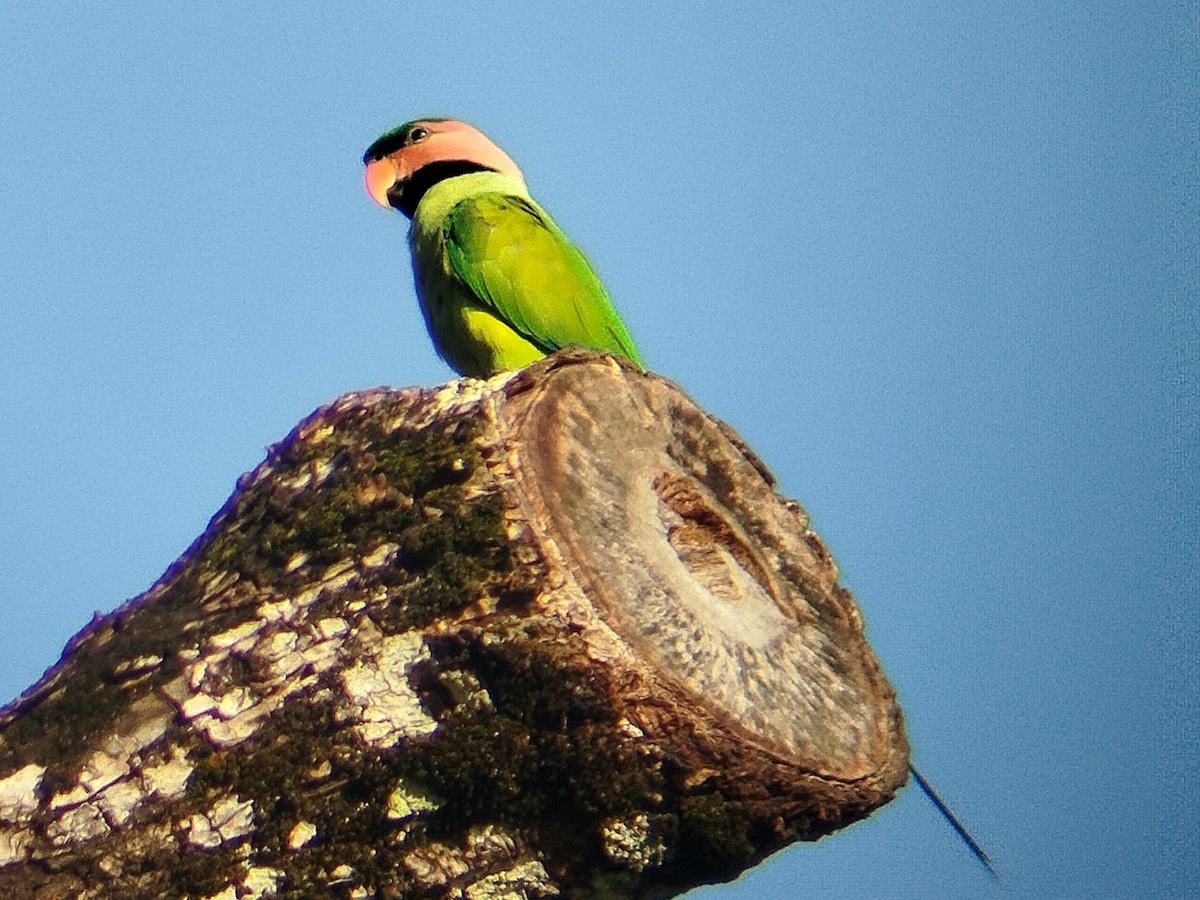 Long-tailed Parakeet - ML633273815