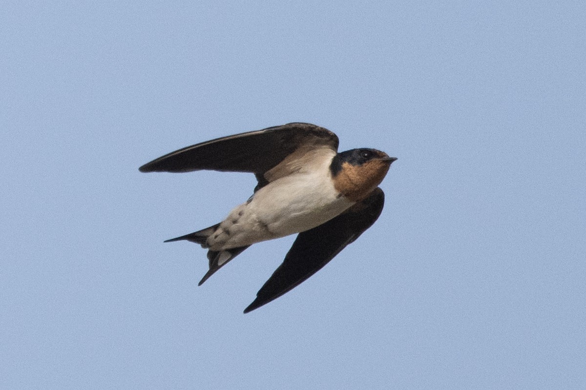 Red-chested Swallow - ML633273853