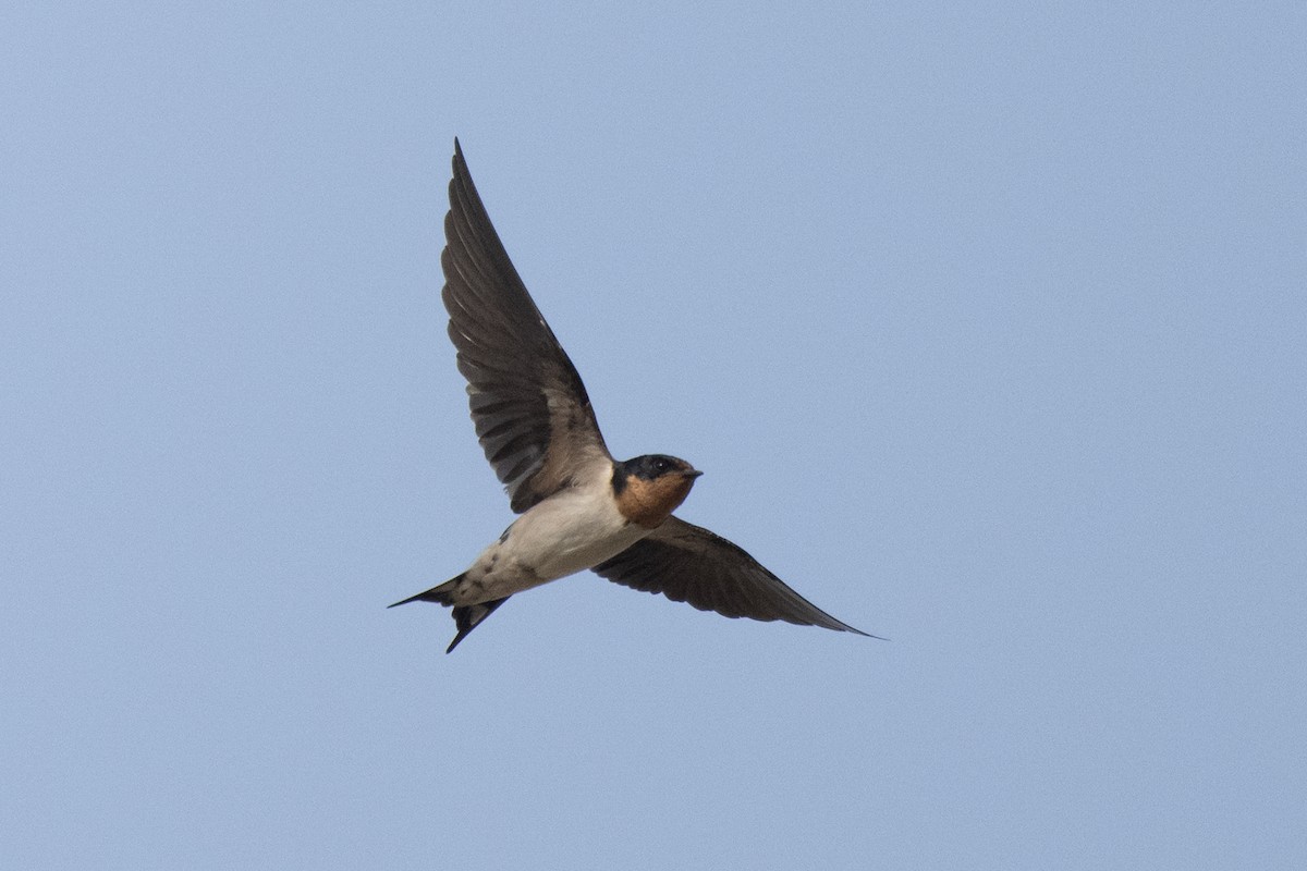 Red-chested Swallow - ML633273859