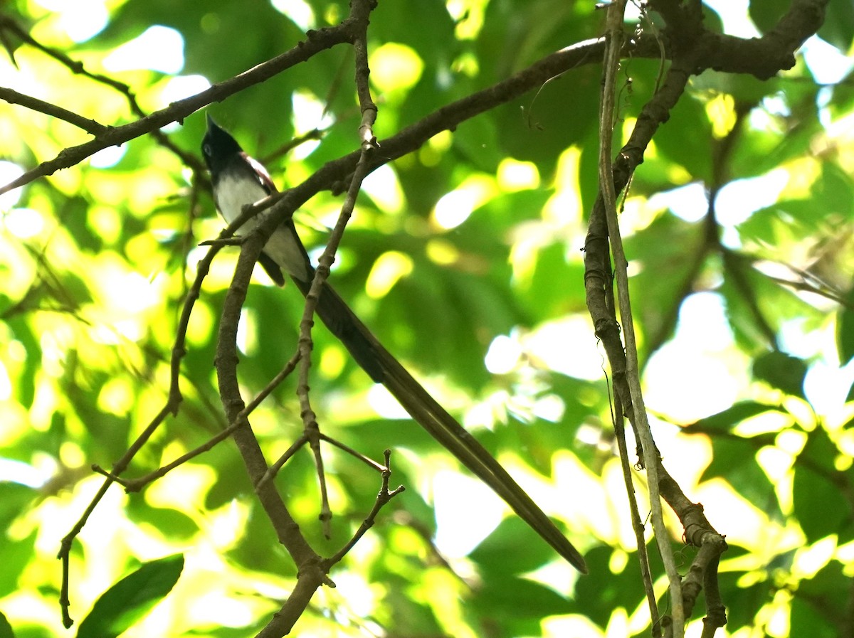 Black Paradise-Flycatcher - ML633274071