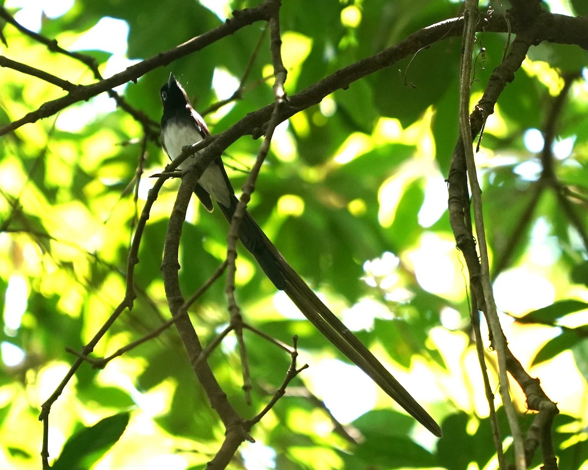 Black Paradise-Flycatcher - ML633274072