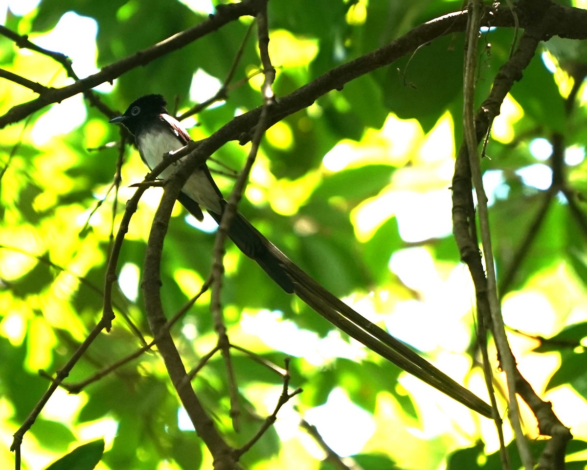 Black Paradise-Flycatcher - ML633274073