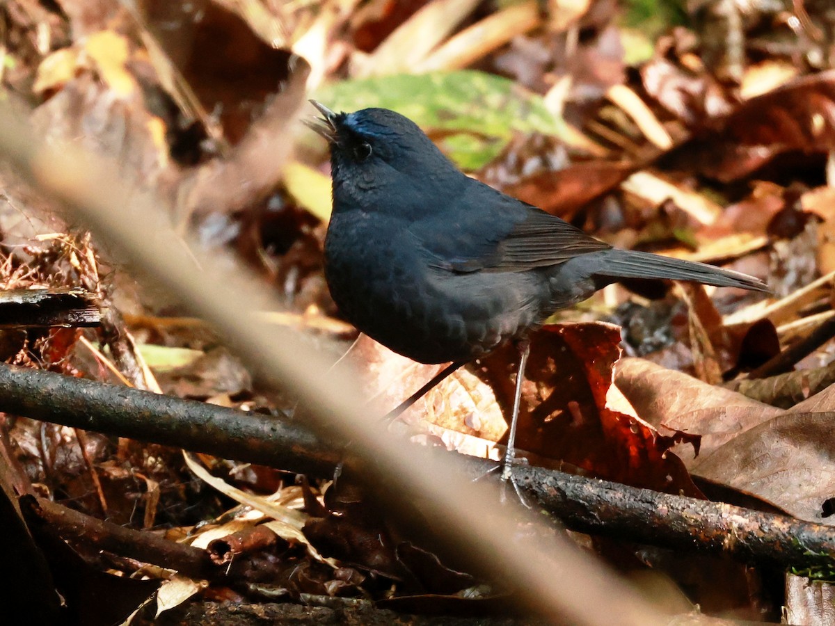 Blue-fronted Robin - ML633274127
