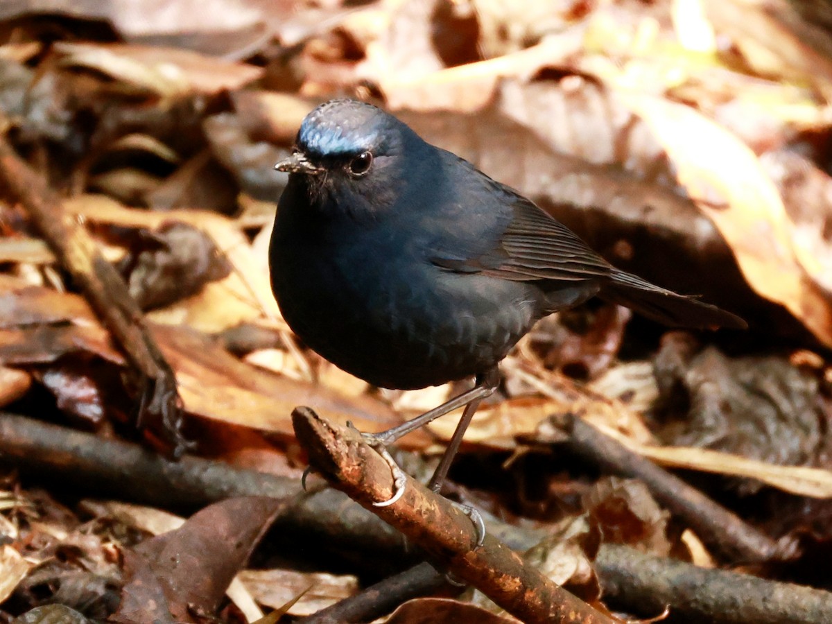 Blue-fronted Robin - ML633274128
