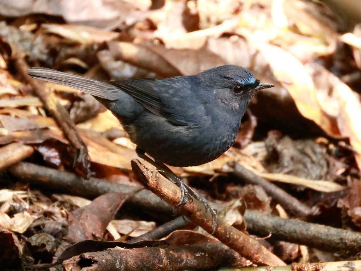 Blue-fronted Robin - ML633274130