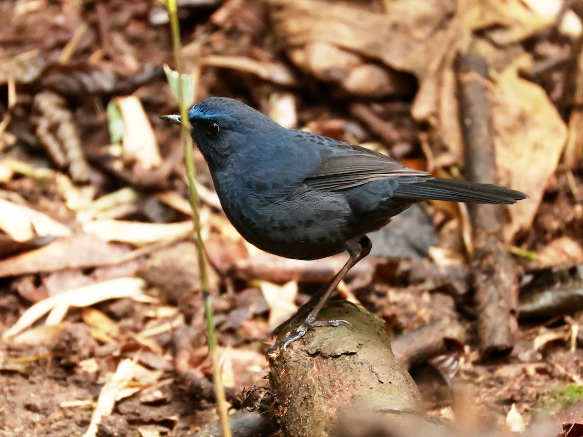 Blue-fronted Robin - ML633274131