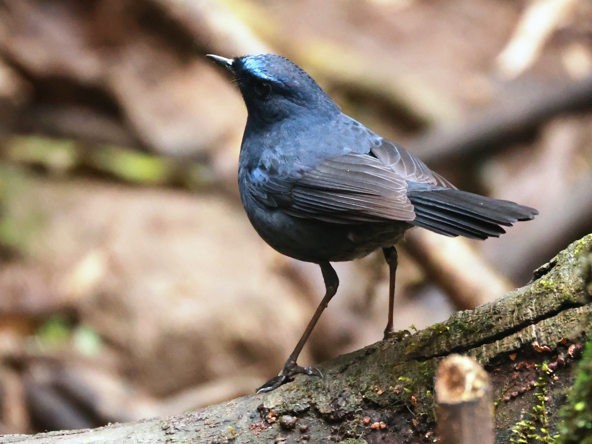 Blue-fronted Robin - ML633274132