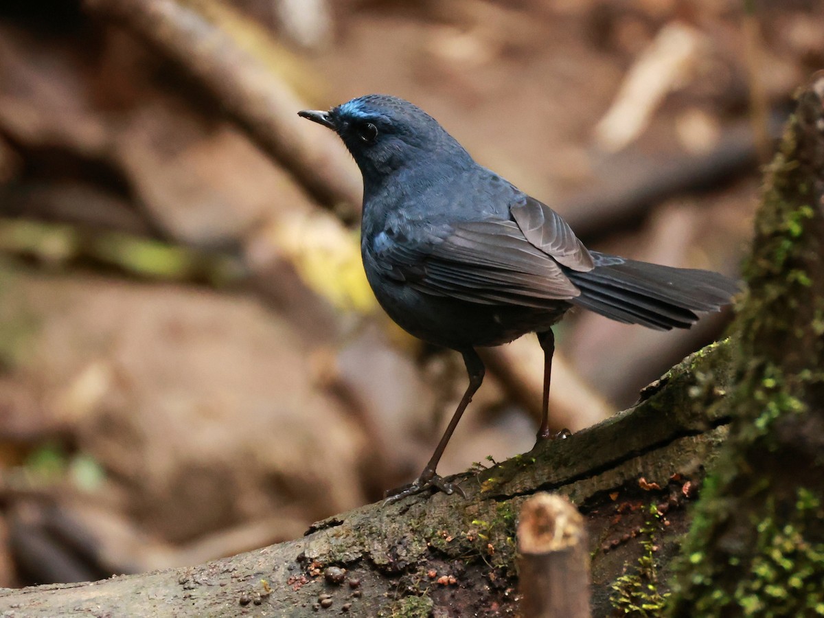 Blue-fronted Robin - ML633274133