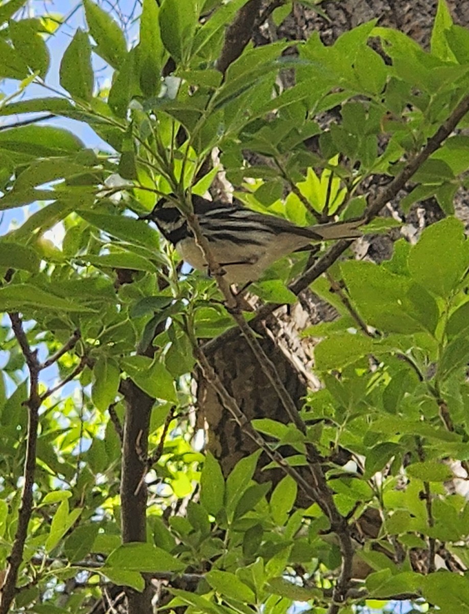 Black-throated Gray Warbler - ML633274189