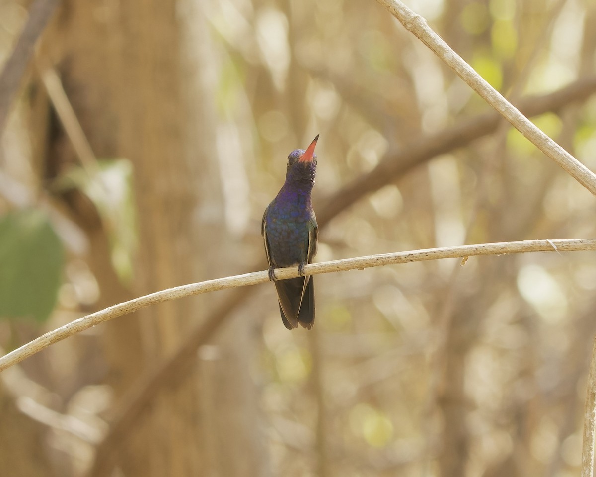 Turquoise-crowned Hummingbird - ML633274204