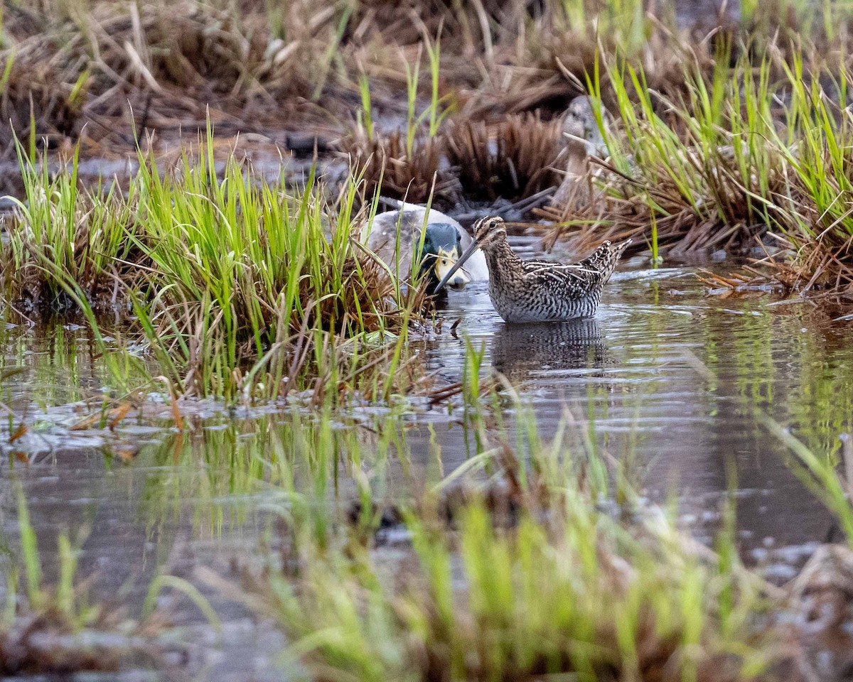 Wilson's Snipe - ML633274206