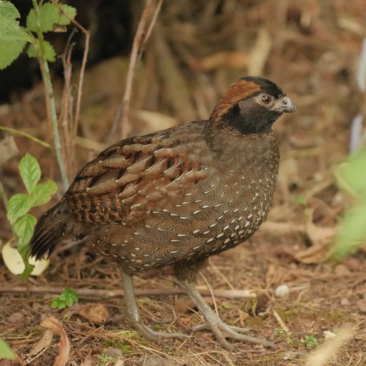 Black-fronted Wood-Quail - ML633274241