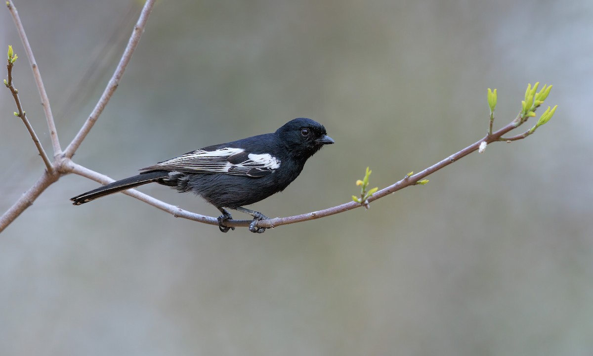 Carbonero Negro - ML633274267