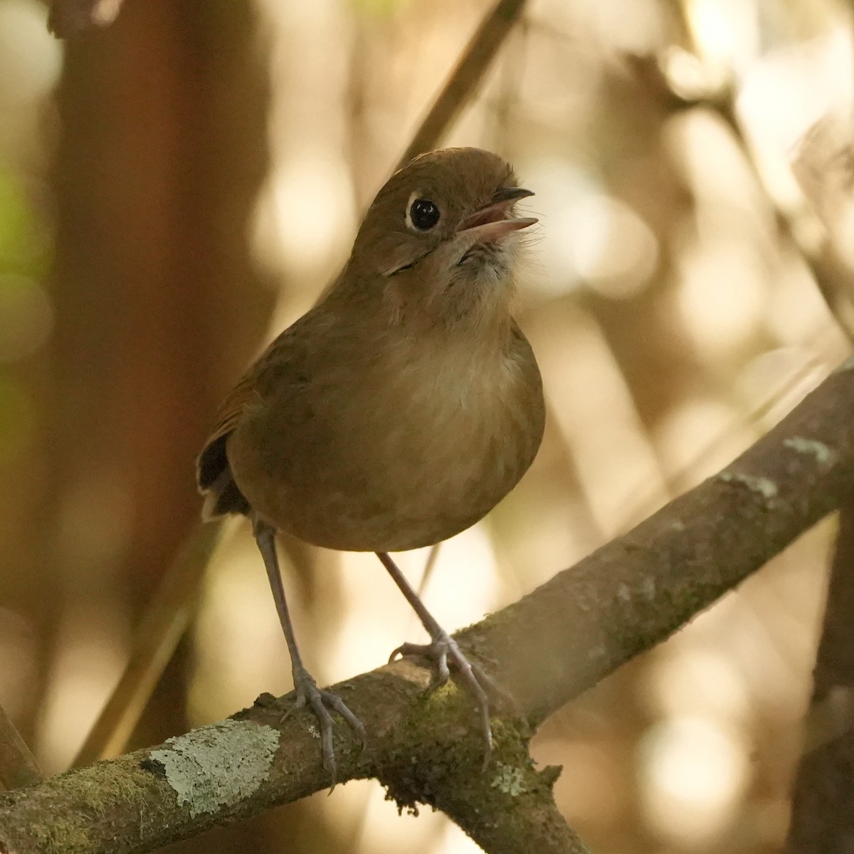 Perija Antpitta - ML633274284
