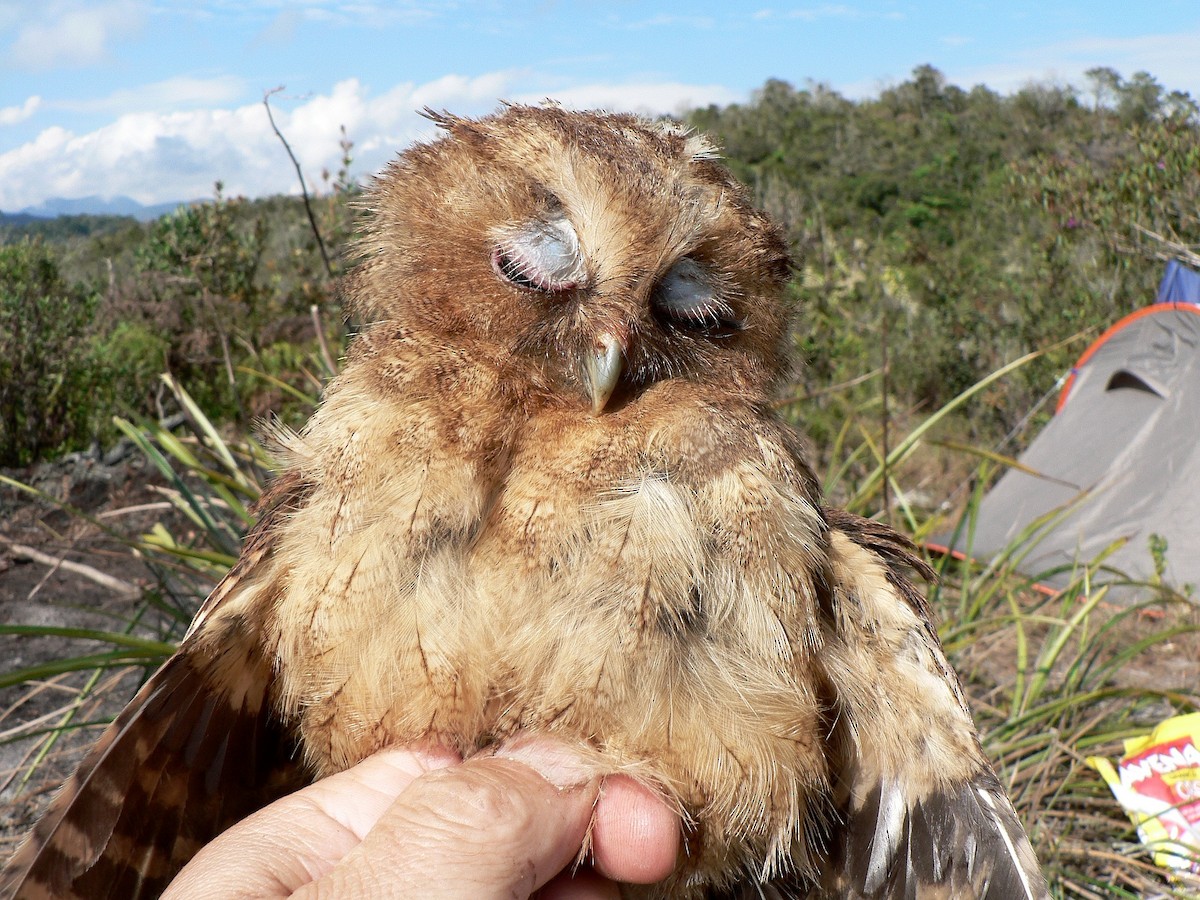 Cinnamon Screech-Owl - ML633274315