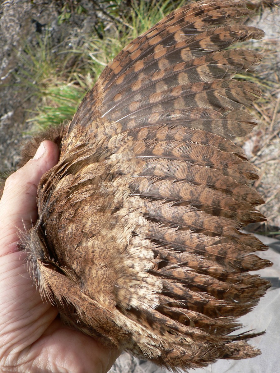 Cinnamon Screech-Owl - ML633274316