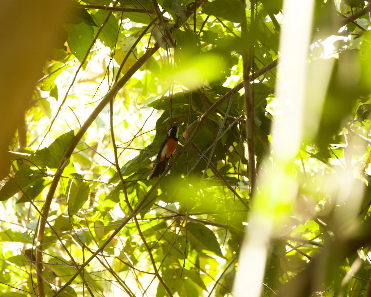 Red-breasted Chat (Red-breasted) - ML633274367