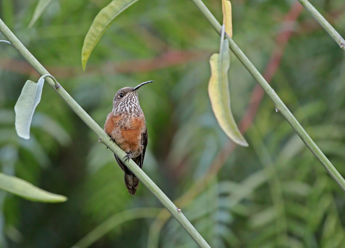 hvězdička bolívijská - ML633274376