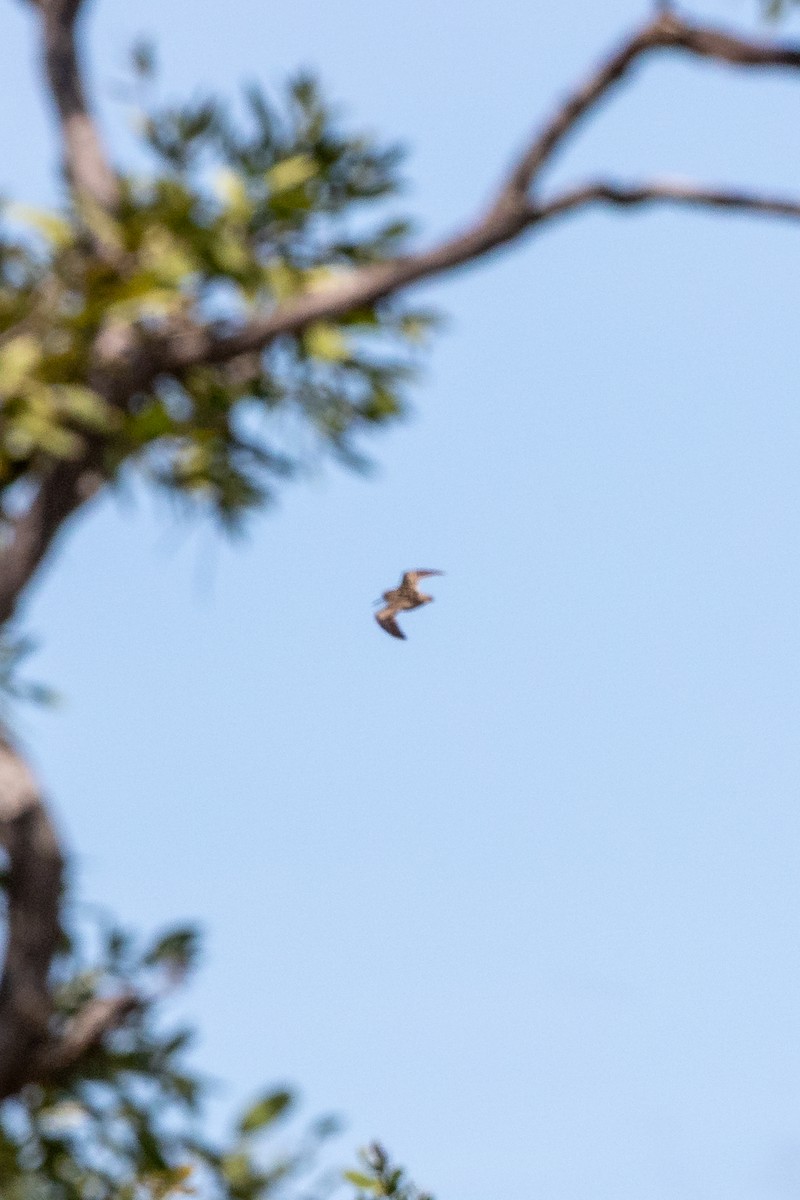 Swinhoe's Snipe - ML633274396