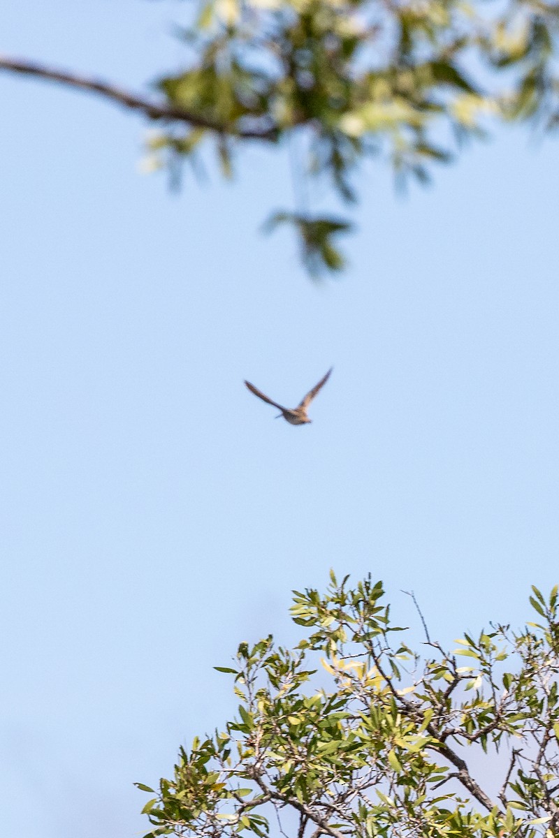 Swinhoe's Snipe - ML633274397