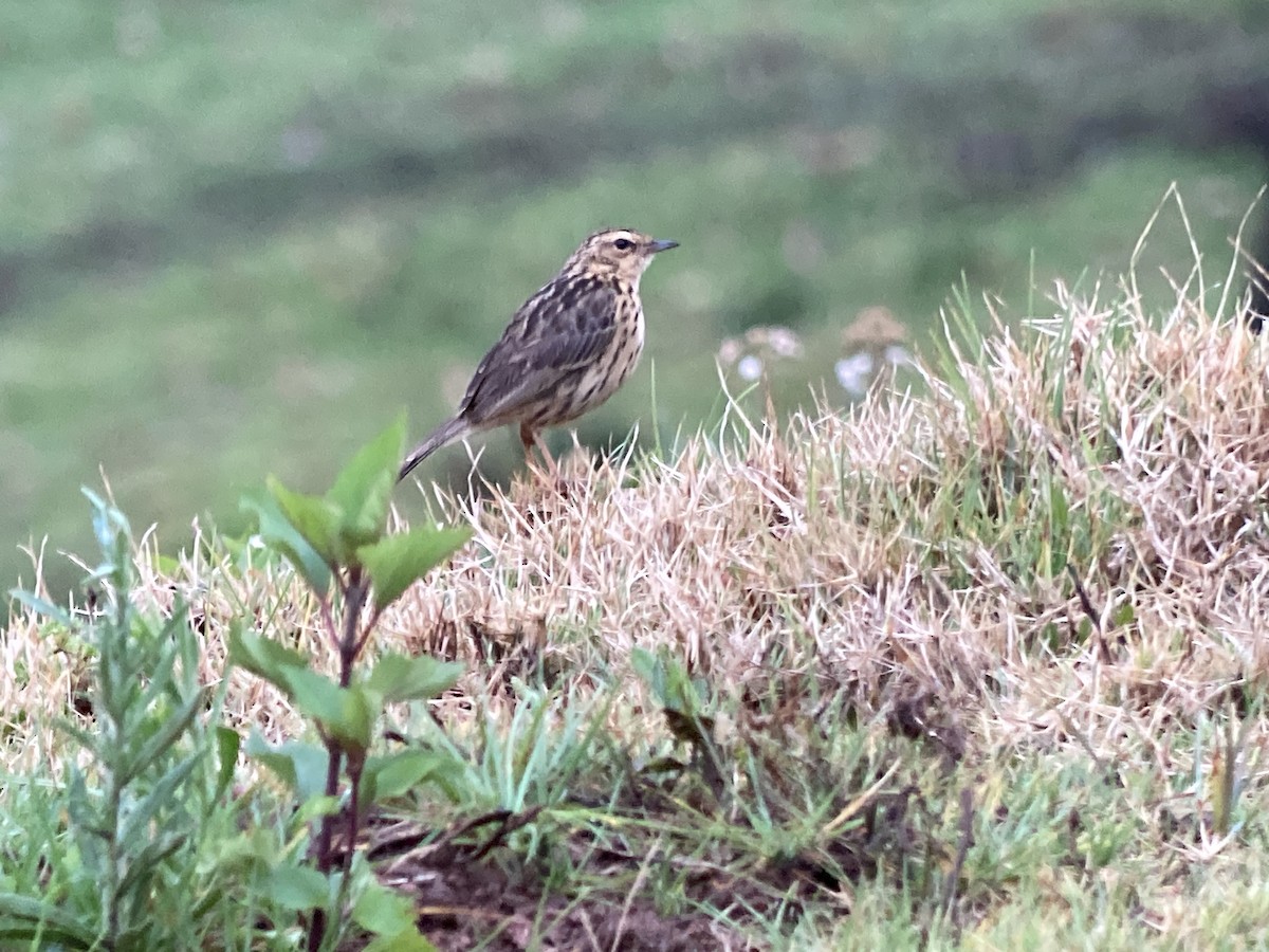 Nilgiri Pipit - ML633274442