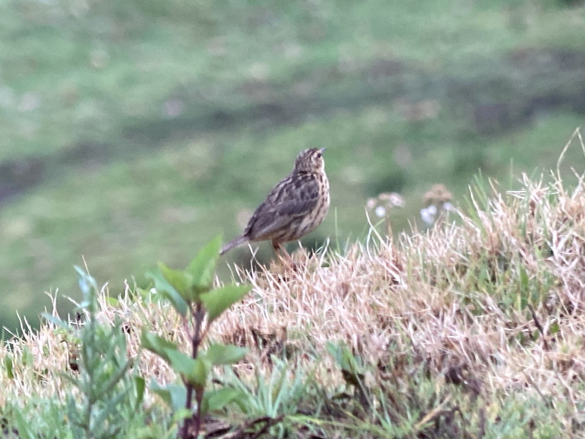 Nilgiri Pipit - ML633274443