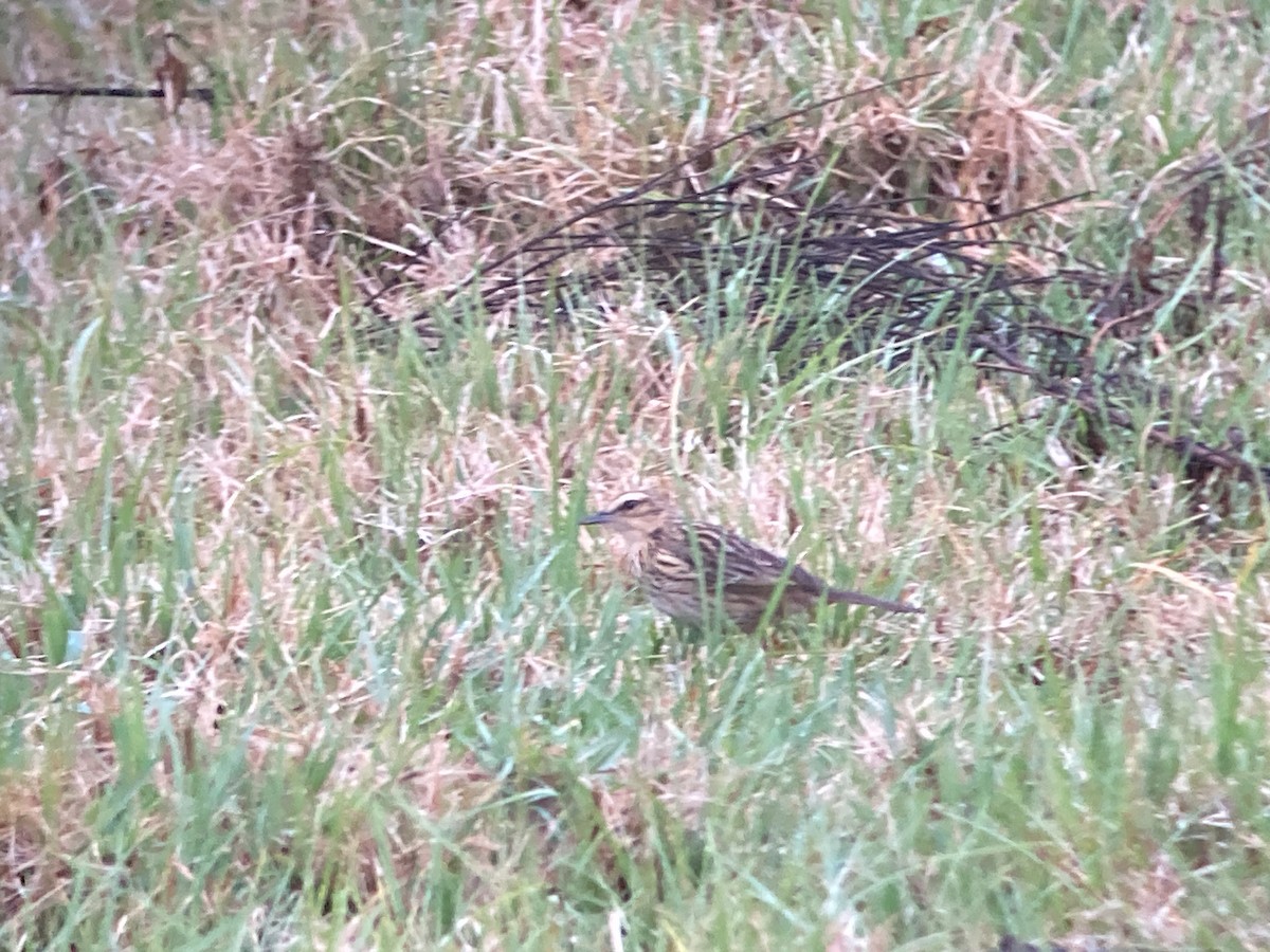 Nilgiri Pipit - ML633274444