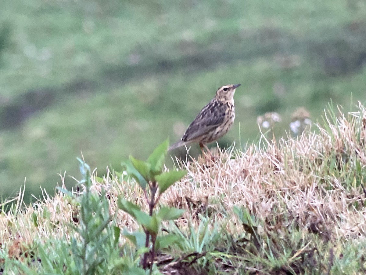 Nilgiri Pipit - ML633274445