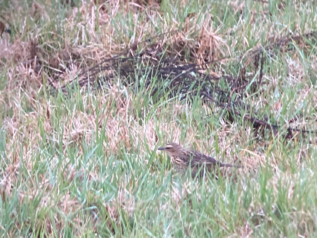 Nilgiri Pipit - ML633274446