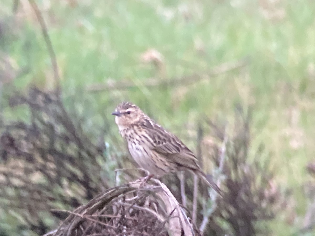 Nilgiri Pipit - ML633274447