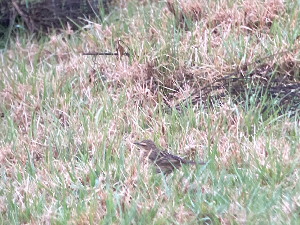 Nilgiri Pipit - ML633274448