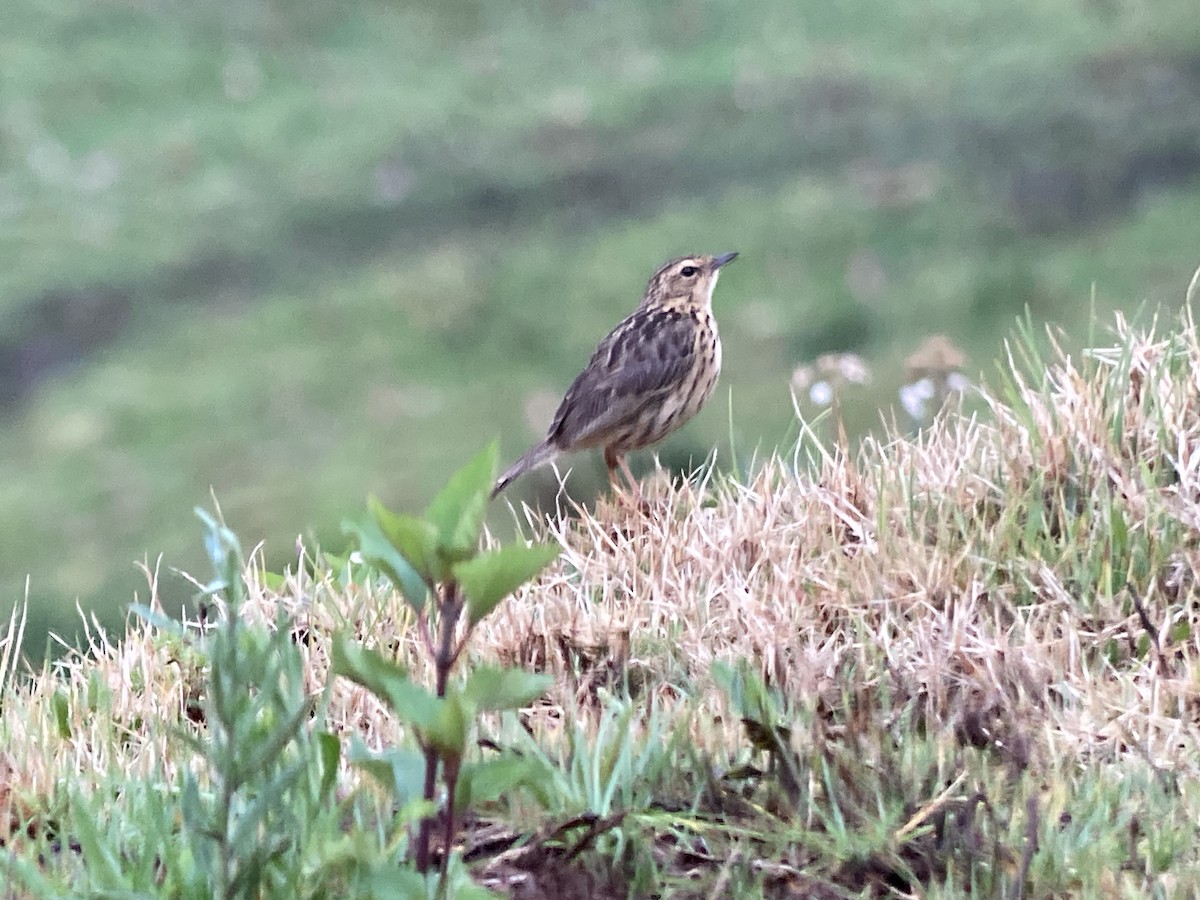 Nilgiri Pipit - ML633274449