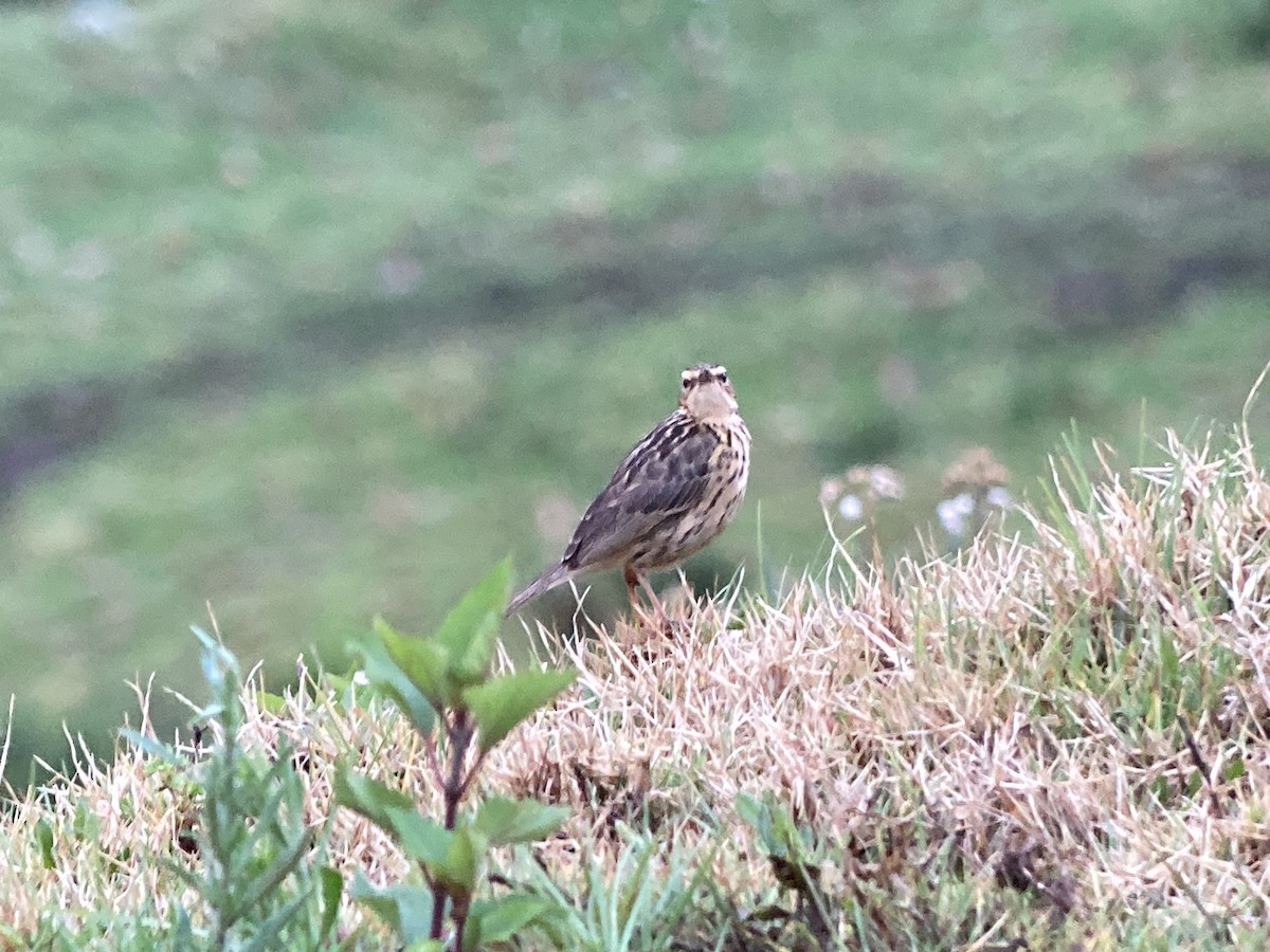 Nilgiri Pipit - ML633274450