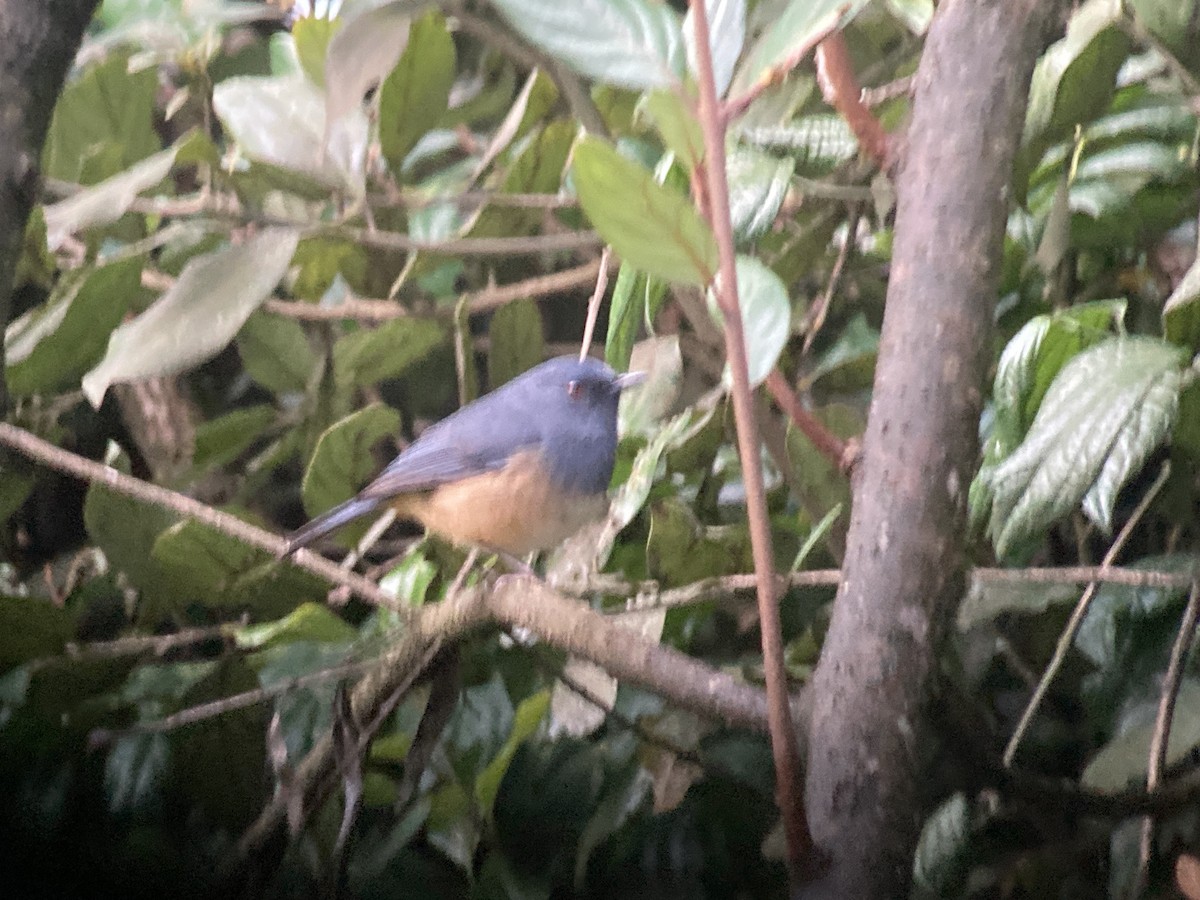 Nilgiri Sholakili - ML633274477