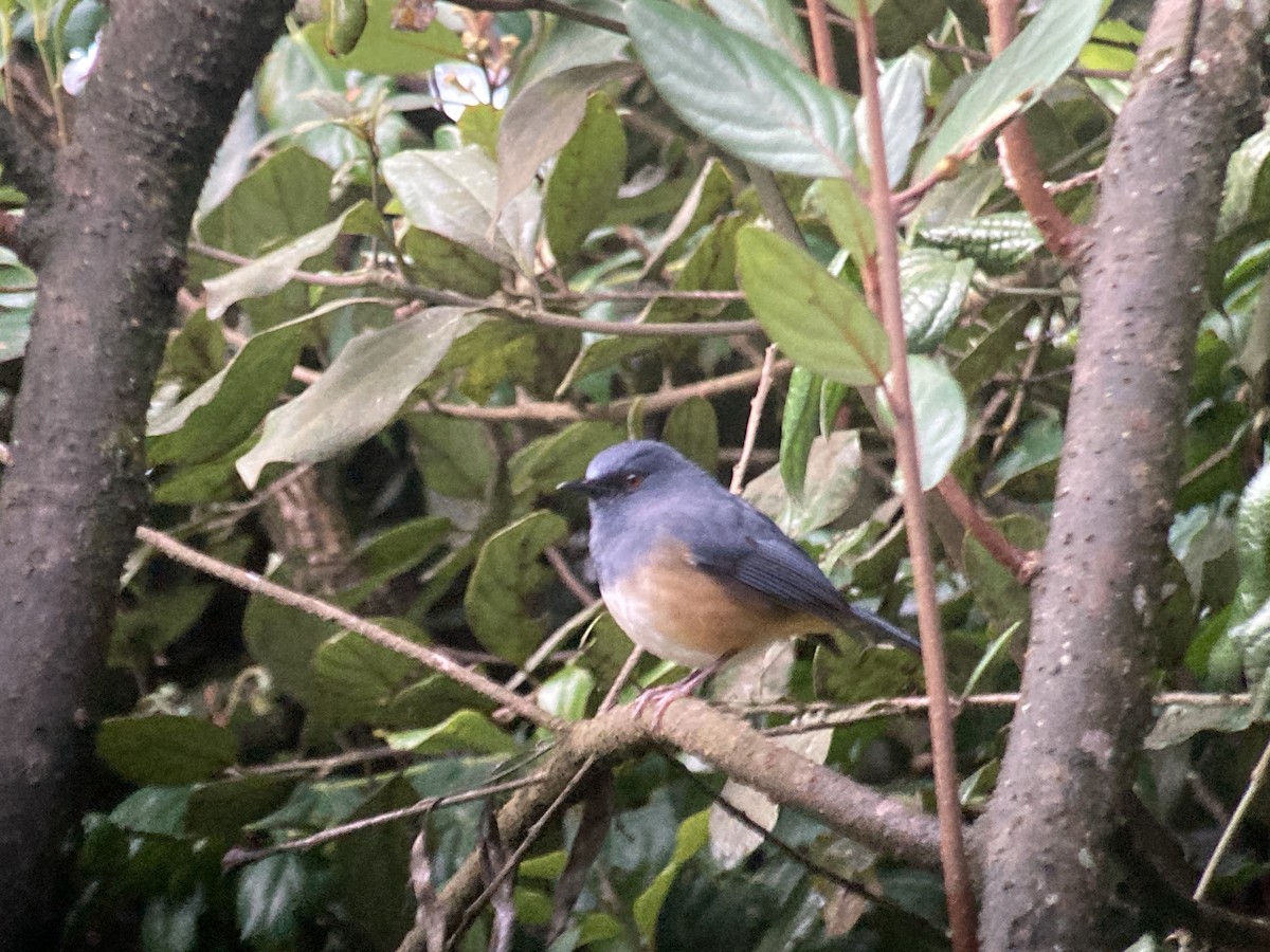 Nilgiri Sholakili - ML633274478