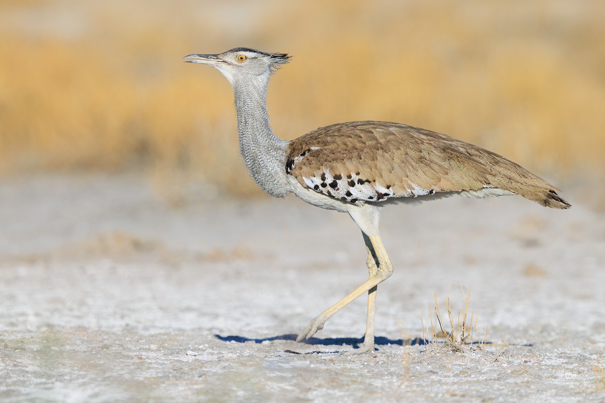 Kori Bustard - ML633274495