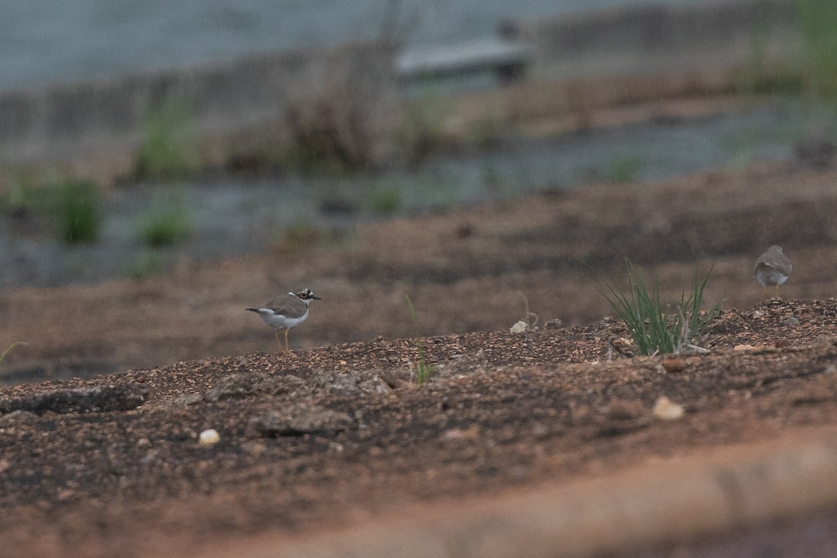 Little Ringed Plover - ML633274505