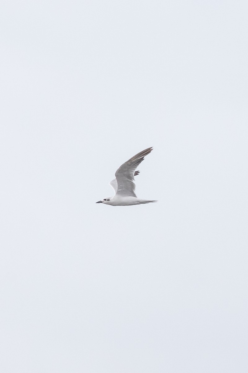 Gull-billed Tern - ML633274518