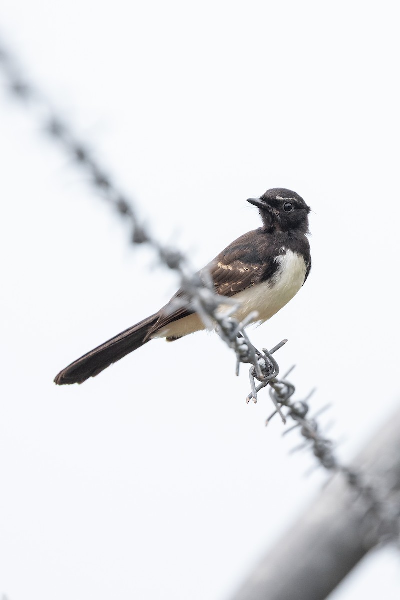 Willie-wagtail - ML633274524