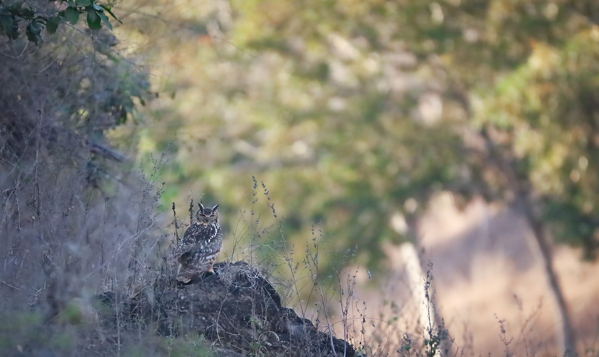 Rock Eagle-Owl - ML633274537