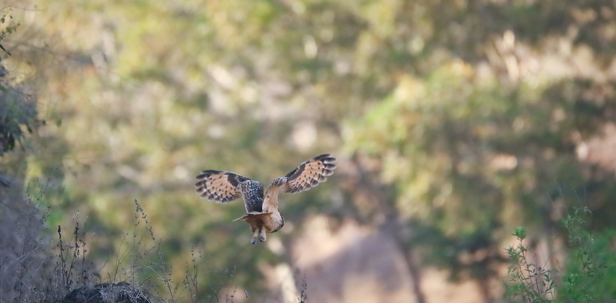 Rock Eagle-Owl - ML633274538