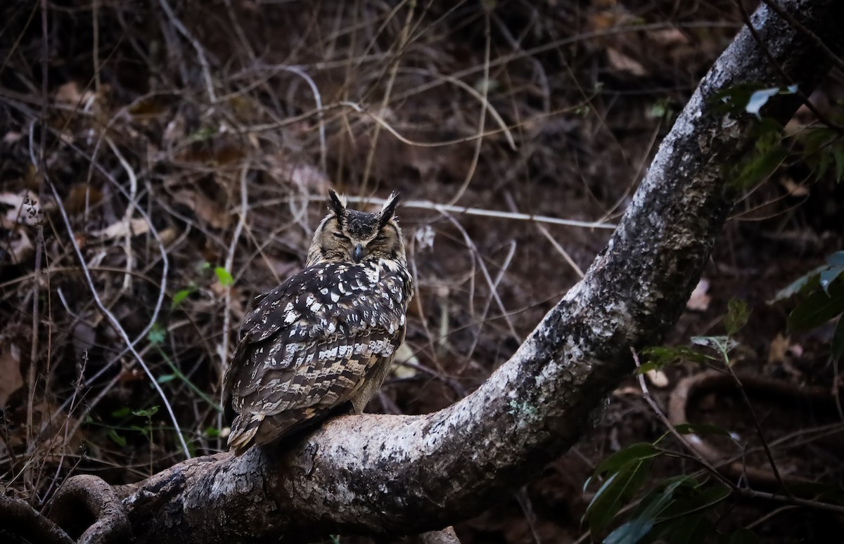 Rock Eagle-Owl - ML633274541