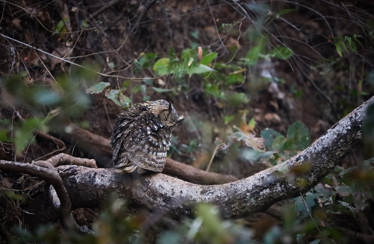 Rock Eagle-Owl - ML633274542
