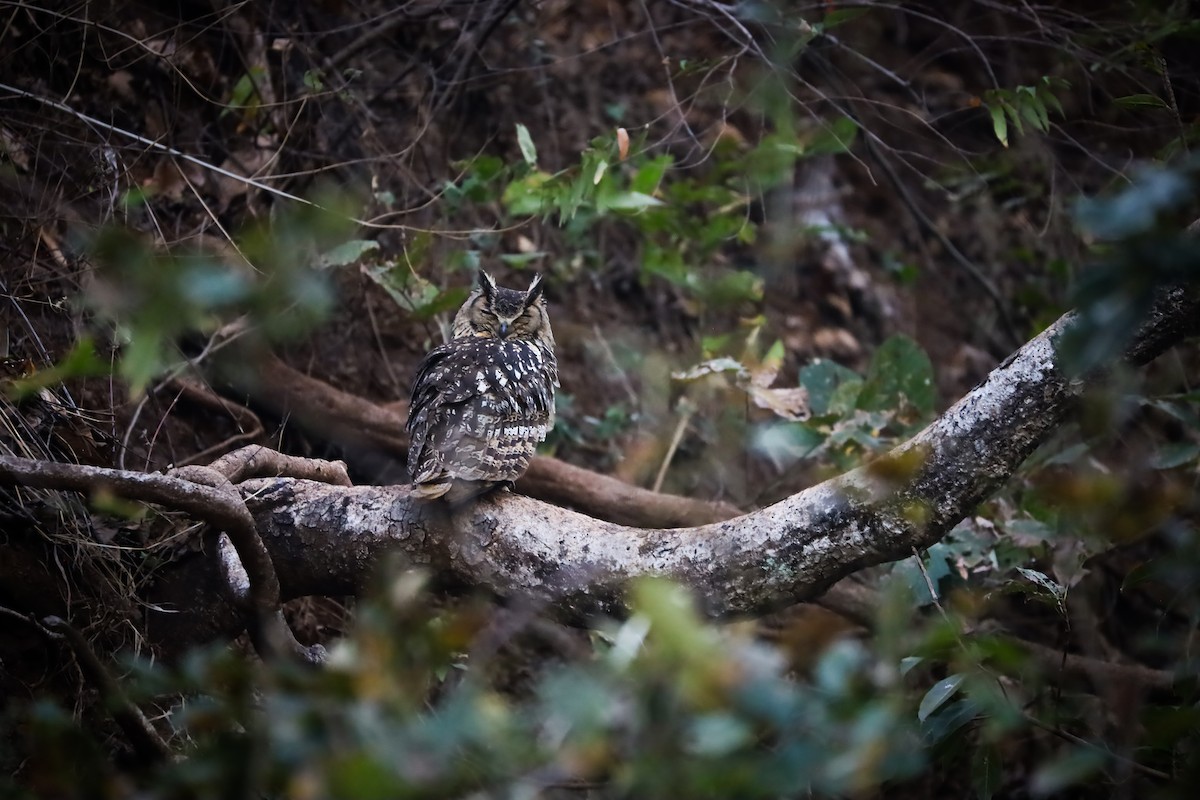 Rock Eagle-Owl - Rishab Meher