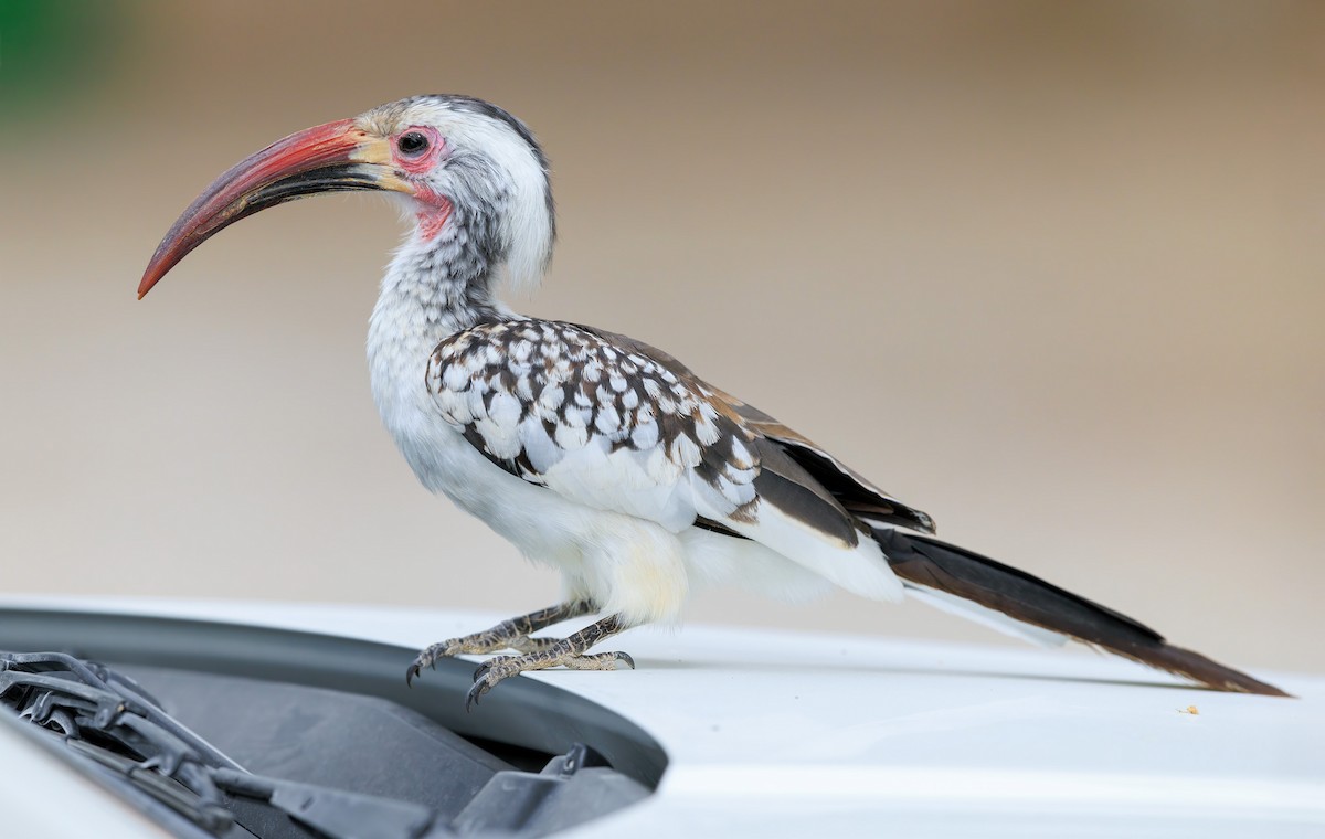 Damara Red-billed Hornbill - ML633274560