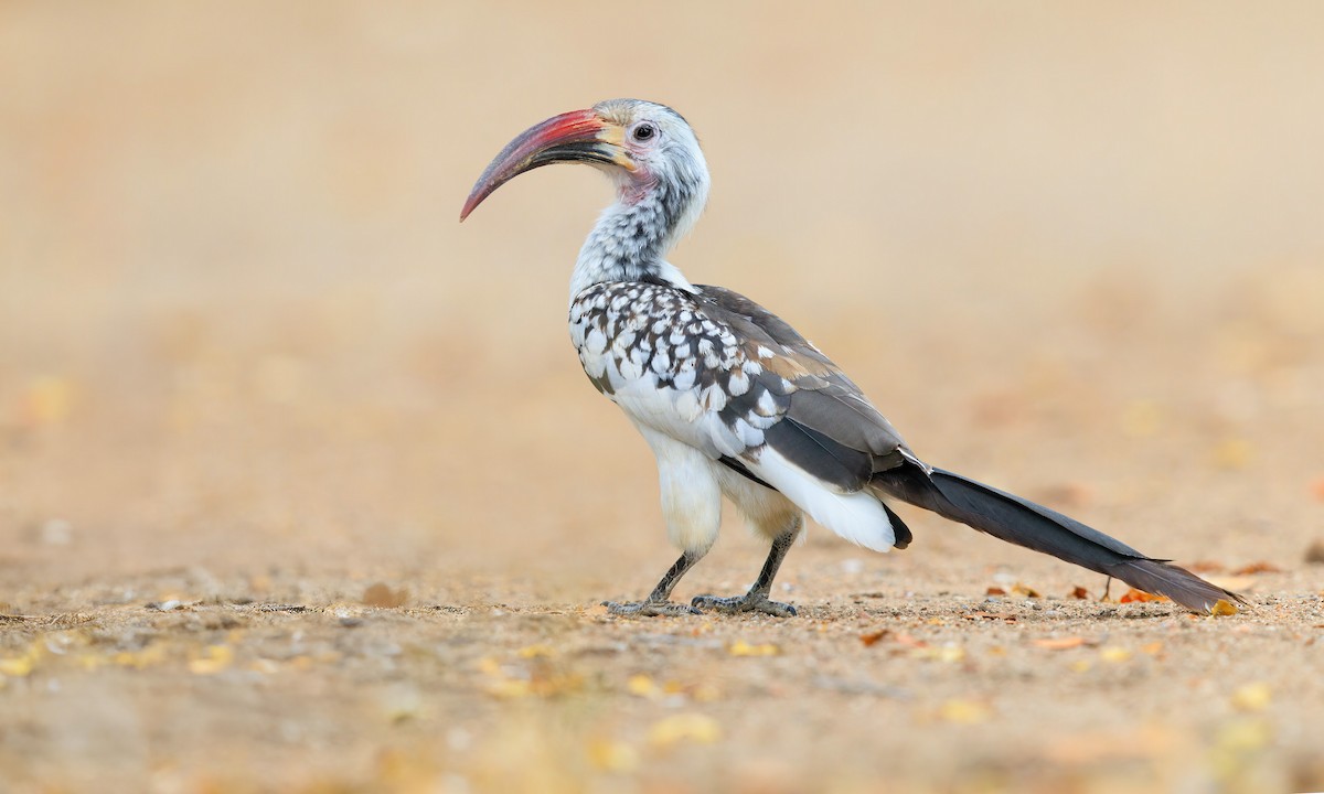Damara Red-billed Hornbill - ML633274561