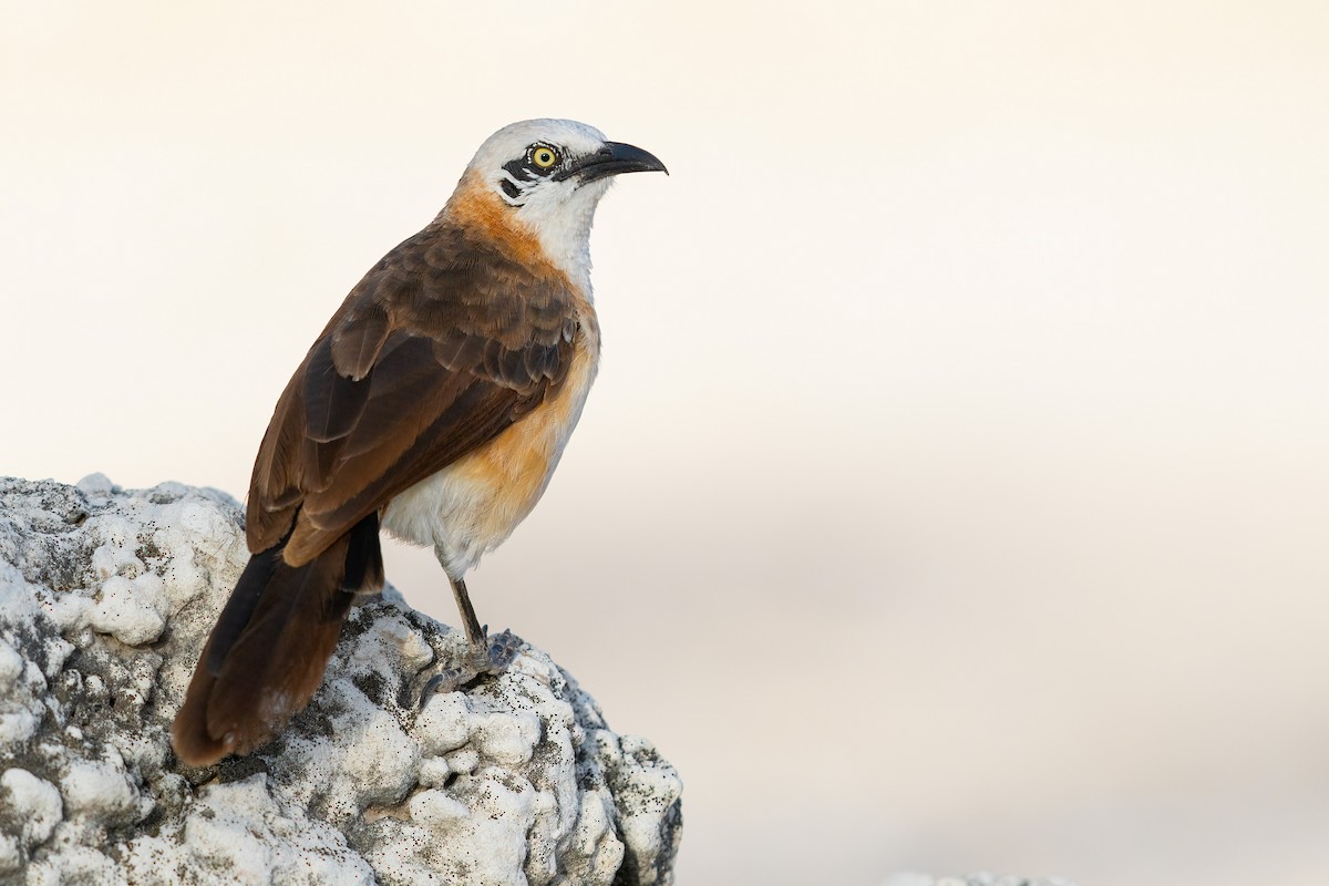 Bare-cheeked Babbler - ML633274567